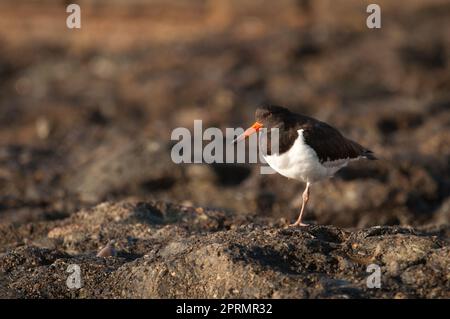 L'oystercapcher eurasien se reposant. Banque D'Images