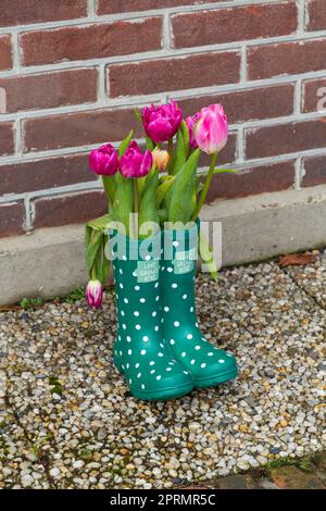 Gouttes de pluie sur les tulipes dans l'amour pousse ici bottes bottes bottes wellington à l'extérieur de la maison à Edam, Hollande, pays-Bas en avril Banque D'Images