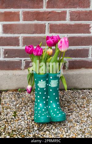 Gouttes de pluie sur les tulipes dans l'amour pousse ici bottes bottes bottes wellington à l'extérieur de la maison à Edam, Hollande, pays-Bas en avril Banque D'Images