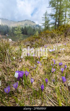 Début du printemps fleurs de prairie avec crocus à Sella di Rioda, Alpes, Italie Banque D'Images