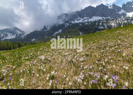 Début du printemps fleurs de prairie avec crocus dans les Alpes, Italie Banque D'Images