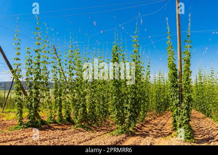 Champ de houblon de Zatec région, République Tchèque Banque D'Images