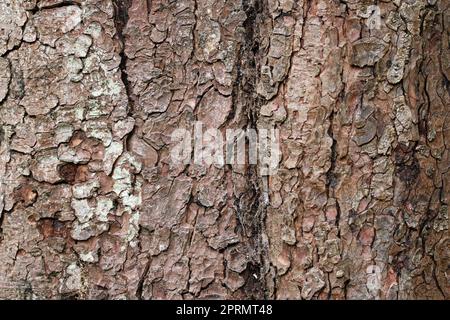 Arbre de châtaignier de cheval en gros plan Banque D'Images