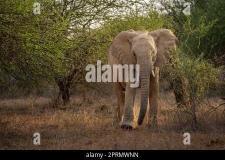 L'éléphant du Bush africain marche tout droit vers la caméra Banque D'Images