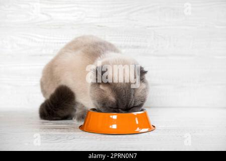 Nourriture pour chats. Scottish Fold Grey Cat mange de la nourriture provenant d'un bol en acier orange contre un mur en bois blanc. Gros plan. Féline affamée chez soi. Mignon Ani domestique Banque D'Images