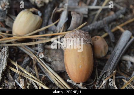 Tombé glands de chêne en automne dans la forêt Banque D'Images