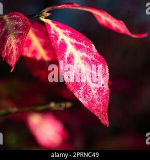 Feuilles d'automne colorées en pointillés Banque D'Images