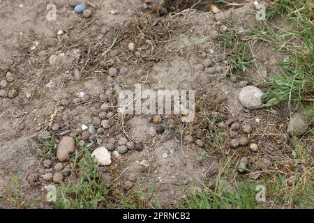 Lapin, Oryctolagus cuniculus, fèces sur sol sableux en gros plan avec cailloux de pierre et herbe floue en arrière-plan. Banque D'Images