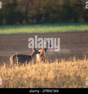 Couple de cerfs du ROE debout à proximité sur le terrain vert à l'intérieur nature estivale ensoleillée Banque D'Images