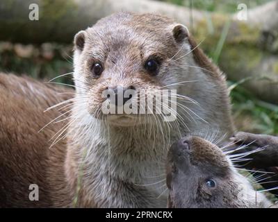 Loutre eurasien en action dans la nature. Banque D'Images