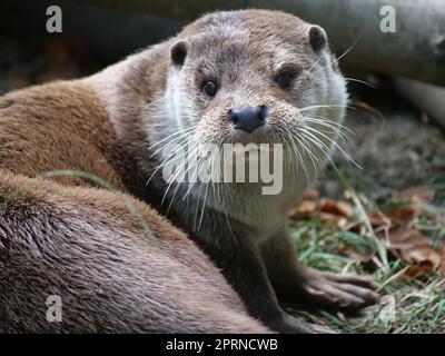 Loutre eurasien en action dans la nature. Banque D'Images