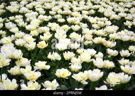 Champ de tulipes de pivoines blanches fond de tulipes de Mont tacoma. Tulipes doubles mondiales Banque D'Images
