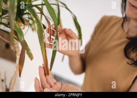 Gros plan des mains de jardinier féminin touchant les feuilles sèches de palmier à queue de cheval Banque D'Images