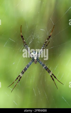 St. Andrew's Cross Spider, Argiope versicolor, femme sur le web, Klungkung, Bali, Indonésie Banque D'Images