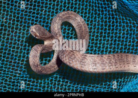 Serpent à manger à la langache, Pareas carinatus, in net, Klungkung, Bali, Indonésie Banque D'Images