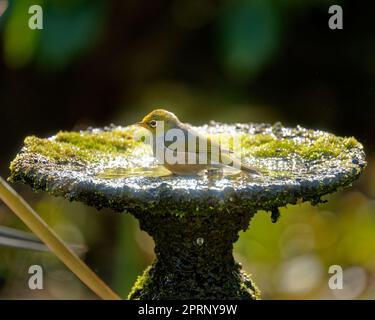 Le silvereye / tauhou se baigner dans un bain d'oiseau de jardin - également connu sous le nom de cirier, ou parfois œil blanc - est une petite et amicale forêt vert olive b Banque D'Images