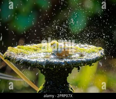 Le silvereye / tauhou se baigner dans un bain d'oiseau de jardin - également connu sous le nom de cirier, ou parfois œil blanc - est une petite et amicale forêt vert olive b Banque D'Images