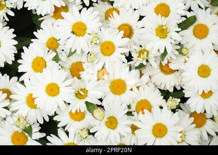 marguerite fleurit comme très beau fond naturel Banque D'Images