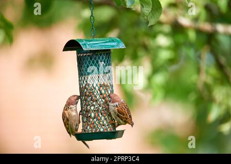 Jardin affamé. Une photo de la pelouse du jardin en été (Danemark). Banque D'Images