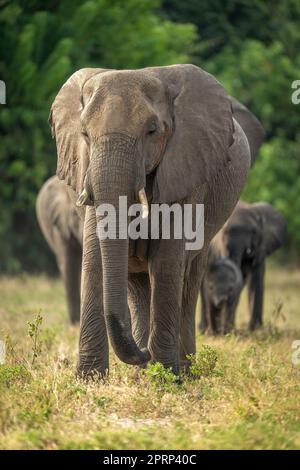 Le troupeau d'éléphants du Bush africain marche vers l'appareil photo Banque D'Images