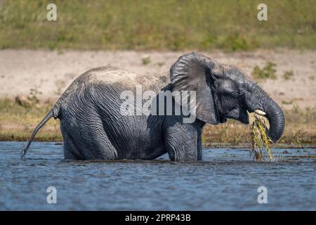 L'éléphant de brousse africain se nourrit de shalws Banque D'Images