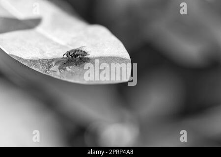 Mouche de chair photographiée en noir et blanc, sur une feuille verte avec lumière et ombre Banque D'Images