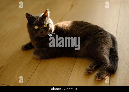 Un chat paresseux repose sur un sol chaud. Le chat britannique gris est mignon de repos gris British shorthair chat posé à l'intérieur de la maison avec la lumière du soleil sur le dos Banque D'Images