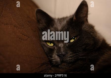 Un chat gris endormi tendit ses pattes vers l'avant. Le petit chat paresseux domestique avec des yeux verts à moitié fermés est couché sur un canapé. Banque D'Images