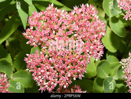 Inflorescences d'Ochitok (latin. Sedum telephum) ou de lièvre chou Banque D'Images