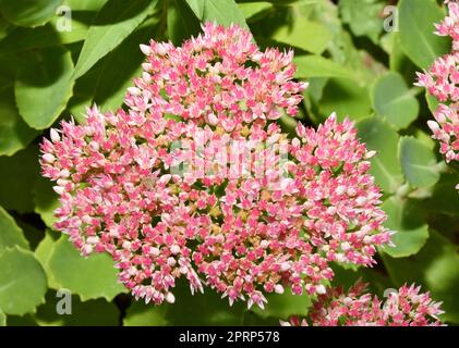 Inflorescences d'Ochitok (latin. Sedum telephum) ou de lièvre chou Banque D'Images