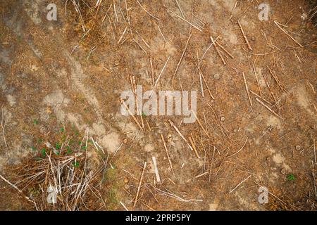 Vue en hauteur feuillus, bois d'œuvre, copeaux de bois provenant de trunks d'arbres dans la zone de déforestation. Paysage de la forêt de pins le jour du printemps. Zone de déforestation de la forêt verte arrière-plan Banque D'Images