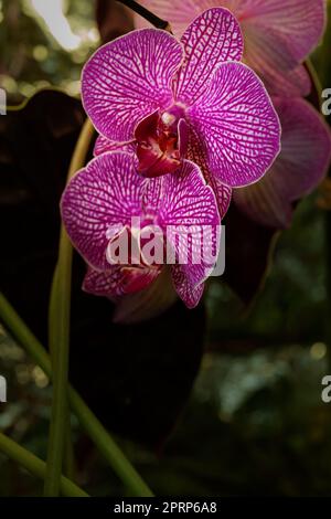 Belles fleurs d'orchidées de Phalaenopsis pourpres, sur fond sombre. Banque D'Images