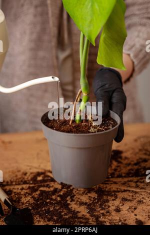 Transplantant une plante de maison dans un nouveau pot de fleur. Banque D'Images