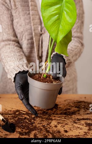 Transplantant une plante de maison dans un nouveau pot de fleur. Banque D'Images