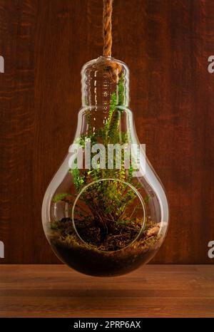 Élégante plante de fougères de boston poussant dans un jardinier suspendu en verre sur fond en bois Banque D'Images