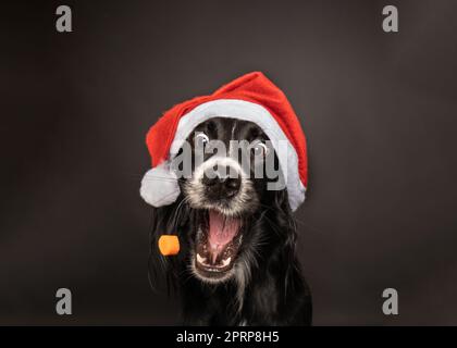Portrait de Noël noir un Setter Irlandais de la capture d'un traiter portant un père noël rouge et blanc chapeau avec heureux, heureux d'expression. Banque D'Images