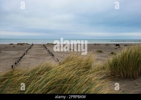 Bord de mer à Malo-les-bains mélange sable et haute herbe, les oyats, qui permettent de fixer la dune Banque D'Images