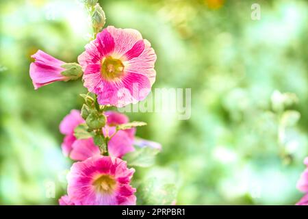 Fleurs roses magenta Alcea rosea dans un jardin vert ensoleillé et chaleureux Banque D'Images