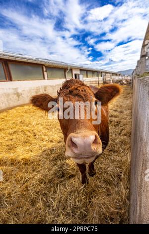 Concept agricole et d'élevage. Bétail Limousin Banque D'Images