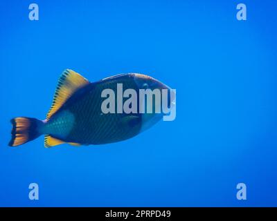 grand triggerfish vert dans l'eau bleu profond pendant la plongée en egypte Banque D'Images