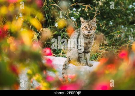 Portrait de peur sale Homeless Grey Cat assis en plein air dans un lit de fleurs. Banque D'Images