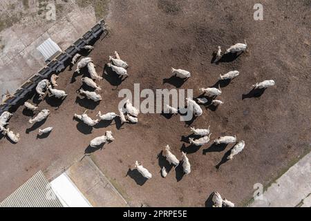 Abri de vache avec des vaches près de la ferme, vue aérienne. Ferme de bétail Banque D'Images