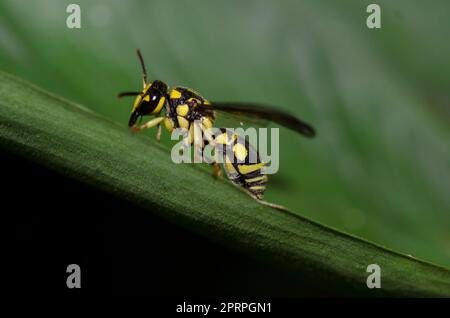 Guêpe de potier solitaire, Gribodia sp, sur feuille, Klungkung, Bali, Indonésie Banque D'Images