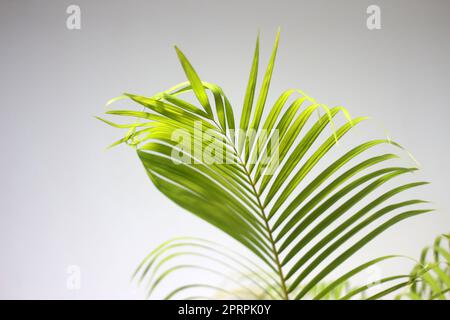 feuille de vert palmier et ombres sur fond blanc de mur en béton Banque D'Images
