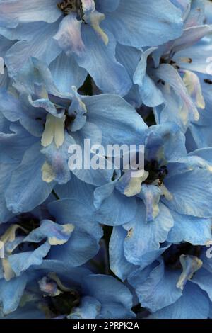 Fleurs de delphinium bleues en gros plan macro Banque D'Images