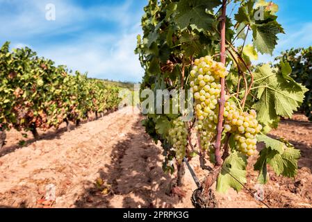 Raisins Vermentino. Des grappes de raisins blancs mûrs sur la plantule. Agriculture. Banque D'Images