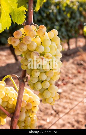 Raisins Vermentino. Des grappes de raisins blancs mûrs sur la plantule. Agriculture. Banque D'Images