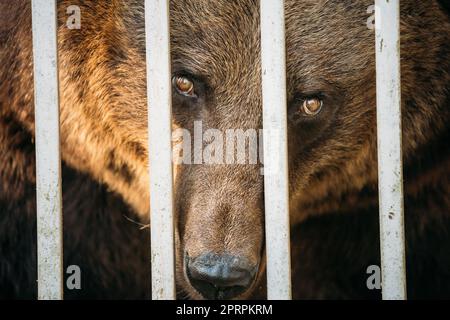 Ours russe brun eurasien européen Ursus arctos arctos au zoo Cage Banque D'Images