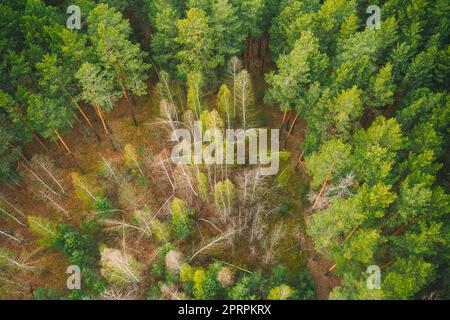 Saison de printemps. Vue aérienne des arbres à feuilles caduques sans feuilles de feuillage et de la forêt de pins verts en paysage au début du printemps. Les jeunes Birches courbés par la neige poussent parmi la forêt de pins Banque D'Images