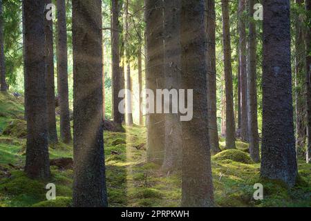 La lumière du soleil tombant à travers une forêt de pins. Arbres et mousse sur le sol de la forêt Banque D'Images